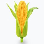 Corn